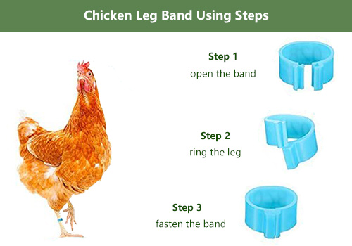 chicken leg tag using steps